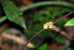 Ranoidea serrata