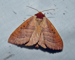 Datana major