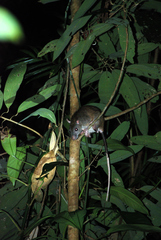 Uromys caudimaculatus