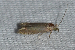Epiblema minutana