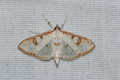 Palpita illibalis