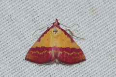 Phytometra rhodarialis