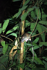 Uromys caudimaculatus