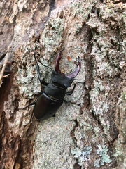 Lucanus cervus
