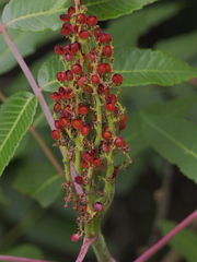 Rhus × borealis