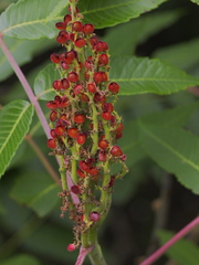 Rhus × borealis