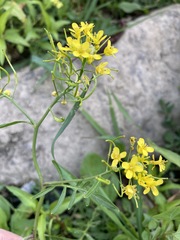 Sisymbrium austriacum