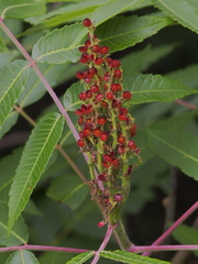 Rhus × borealis