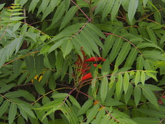 Rhus × borealis