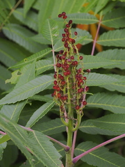 Rhus × borealis