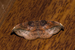 Patalene olyzonaria