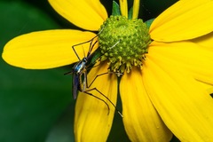 Toxorhynchites rutilus septentrionalis