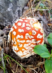 Amanita muscaria