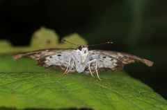 Caprona ransonnettii
