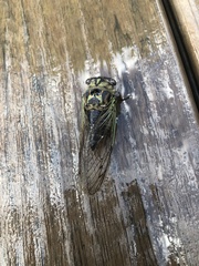 Neotibicen