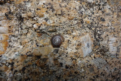 Oxychilus oglasicola