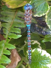 Rhionaeschna multicolor