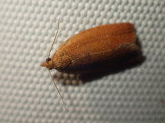 Clepsis consimilana