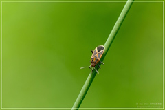 Graptostethus servus