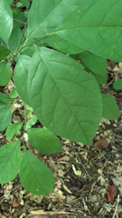 Lindera benzoin