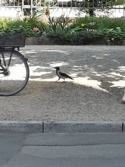 Corvus cornix