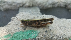 Rhammatocerus viatorius