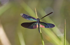 Rhyothemis plutonia