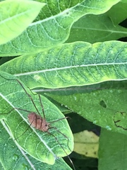 Leiobunum ventricosum