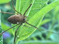 Leiobunum ventricosum
