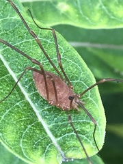 Leiobunum ventricosum