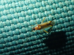 Campyloneura virgula