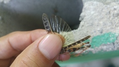 Rhammatocerus viatorius