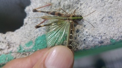 Rhammatocerus viatorius