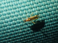 Campyloneura virgula