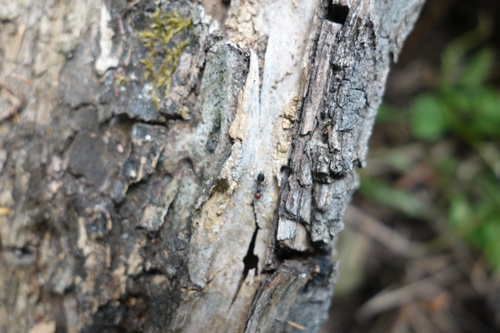 Photo of Mediterranean Acrobat Ant (Crematogaster scutellaris)