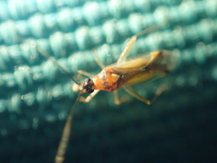 Campyloneura virgula
