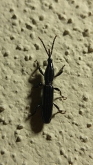 Trachelizini