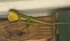 Anolis luciae