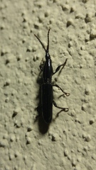 Trachelizini