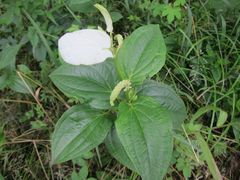 Saururus chinensis