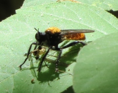 Laphria sericea