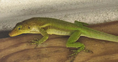 Anolis luciae