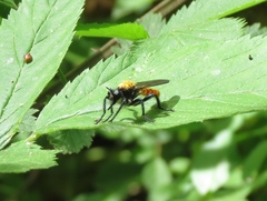 Laphria sericea