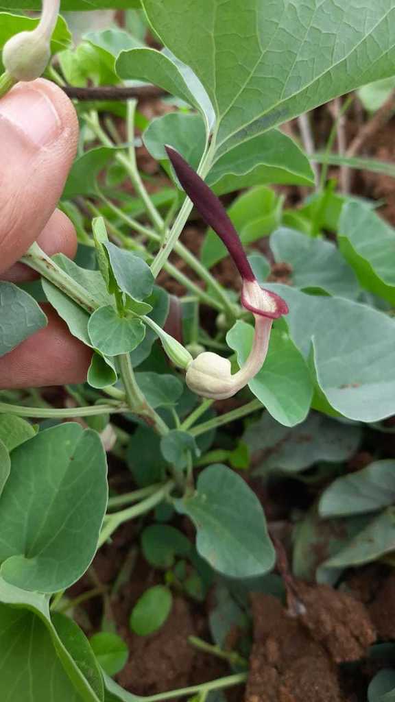 Aristolochia bracteolata; photograph Jaya Rakesh, CC0, iNaturalist via GBIF