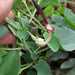 Aristolochia bracteolata - Photo no rights reserved, uploaded by Jaya Rakesh