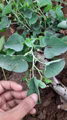 Aristolochia bracteolata
