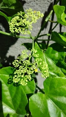 Cissus verticillata