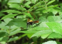 Laphria sericea