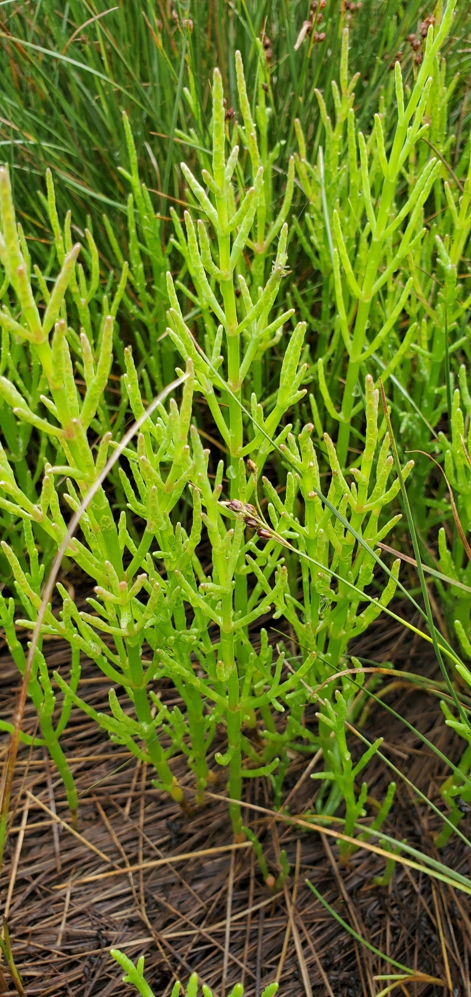 Salicornia maritima