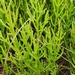 Salicornia maritima - Photo (c) Katie, algunos derechos reservados (CC BY-NC), subido por Katie